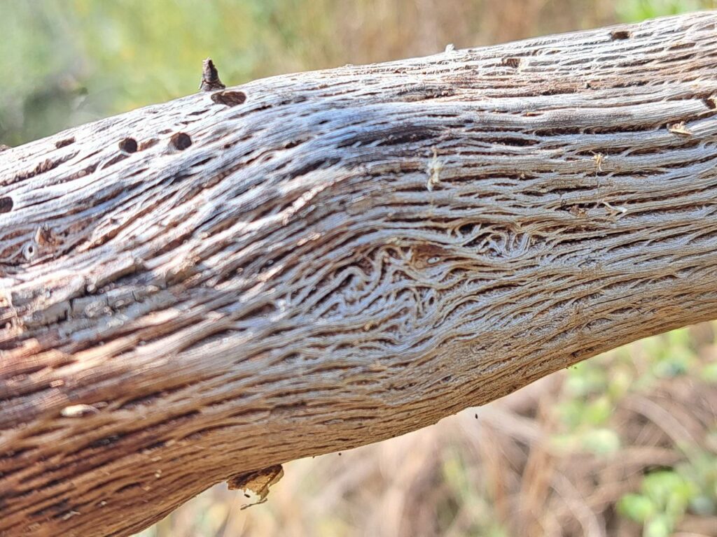 Hout heeft een verhaal - vertel het met houtdraaien
